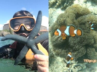 ハイアット リージェンシー 瀬良垣アイランド 沖縄　ホテルの目の前でクマノミに会える！クマノミ探検シュノーケルツアー