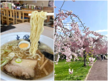 【福島】喜多方ラーメンとしだれ桜！桜が近い、のどかな散歩道　3kmの並木は見ごたえあり